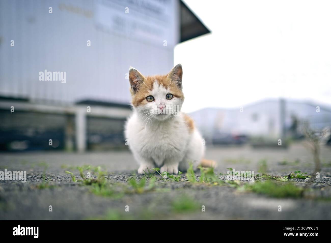 Cute kitten sitting outdoors and looking at camera. Horizontal image with  selective focus. Stock Photo