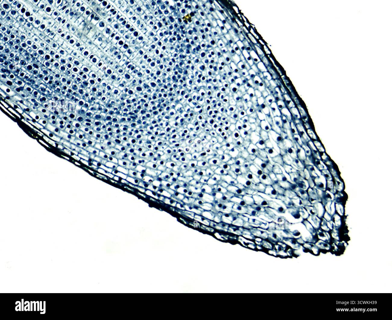 Onion cells hi-res stock photography and images - Alamy