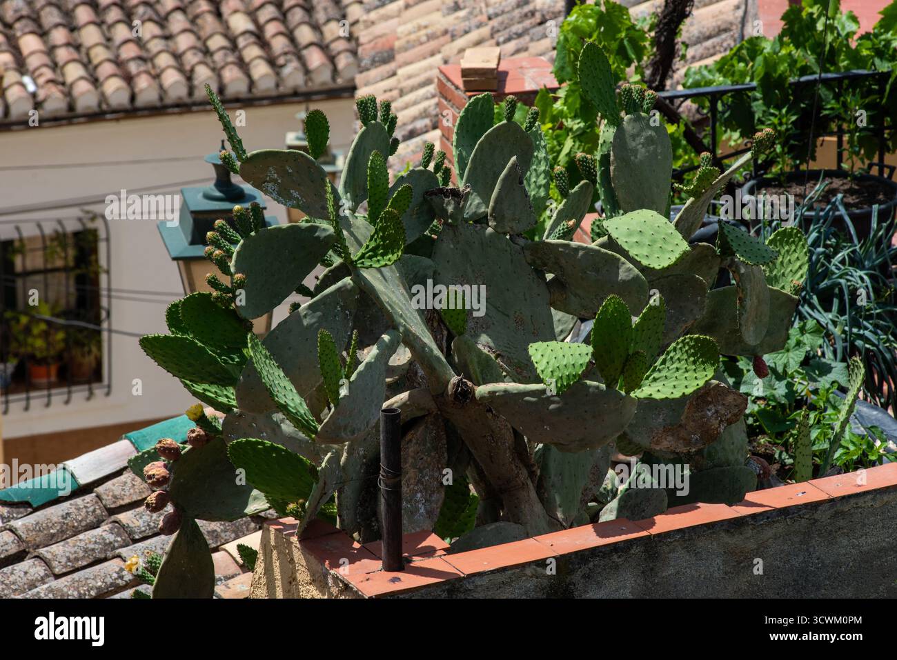 Cactus andalucia spain travel hi-res stock photography and images - Alamy