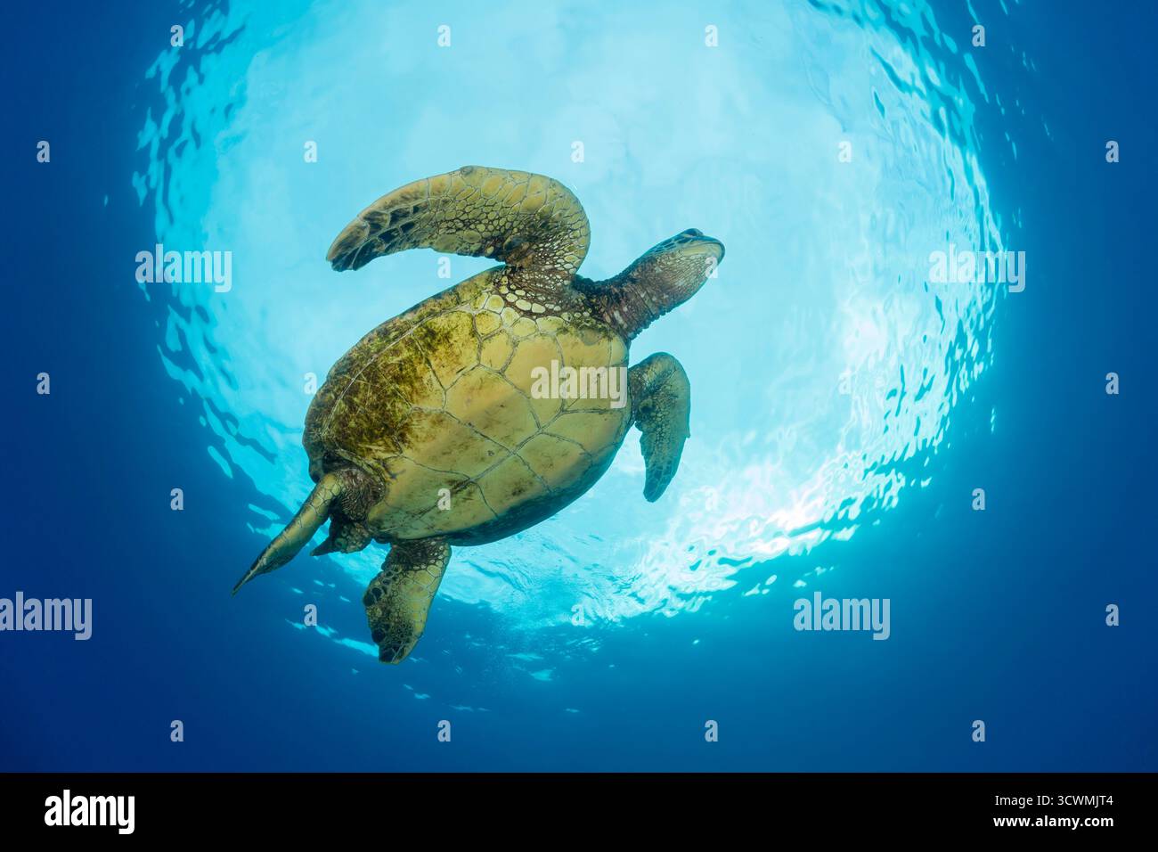 This underwater photograph captures a green sea turtle, Chelonia mydas, swimming below Snell’s Window, an optical phenomenon that occurs due to the re Stock Photo