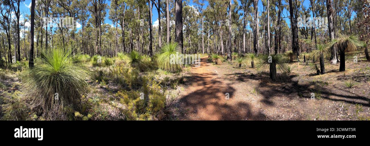 Munda Biddi bike trail through woodlands that have had a prescribed burn (right), and not (left), near Jarrahdale, Western Australia Stock Photo