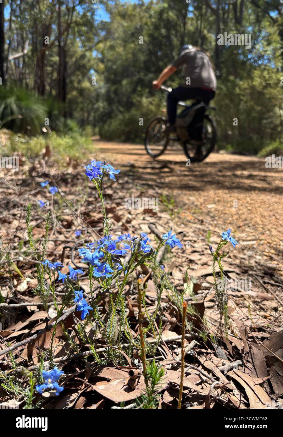 Rider on Munda Biddi bike trail with spring wildflowers (Leschenaultia sp.), near Jarrahdale, Western Australia. No MR - Smartphone Captured Stock Image