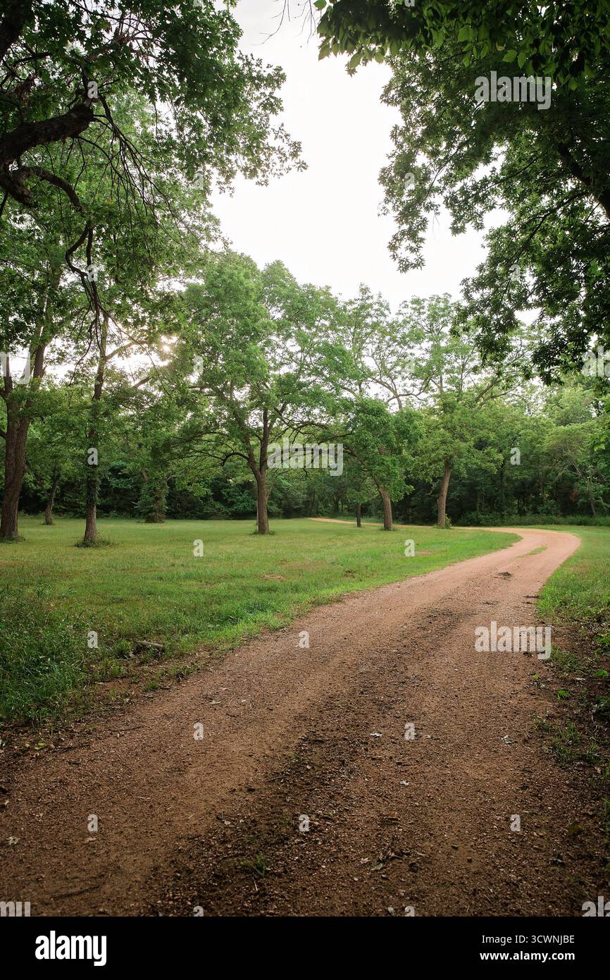 Curved dirt path through grassy clearing surrounded by tall trees Stock Photo