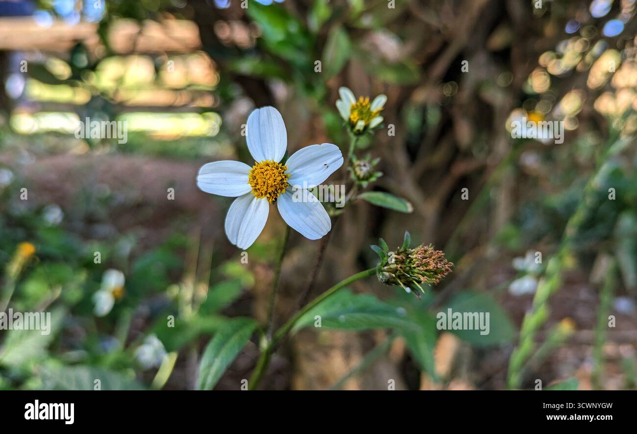 Pequeña Margarita - Smartphone Captured Stock Image