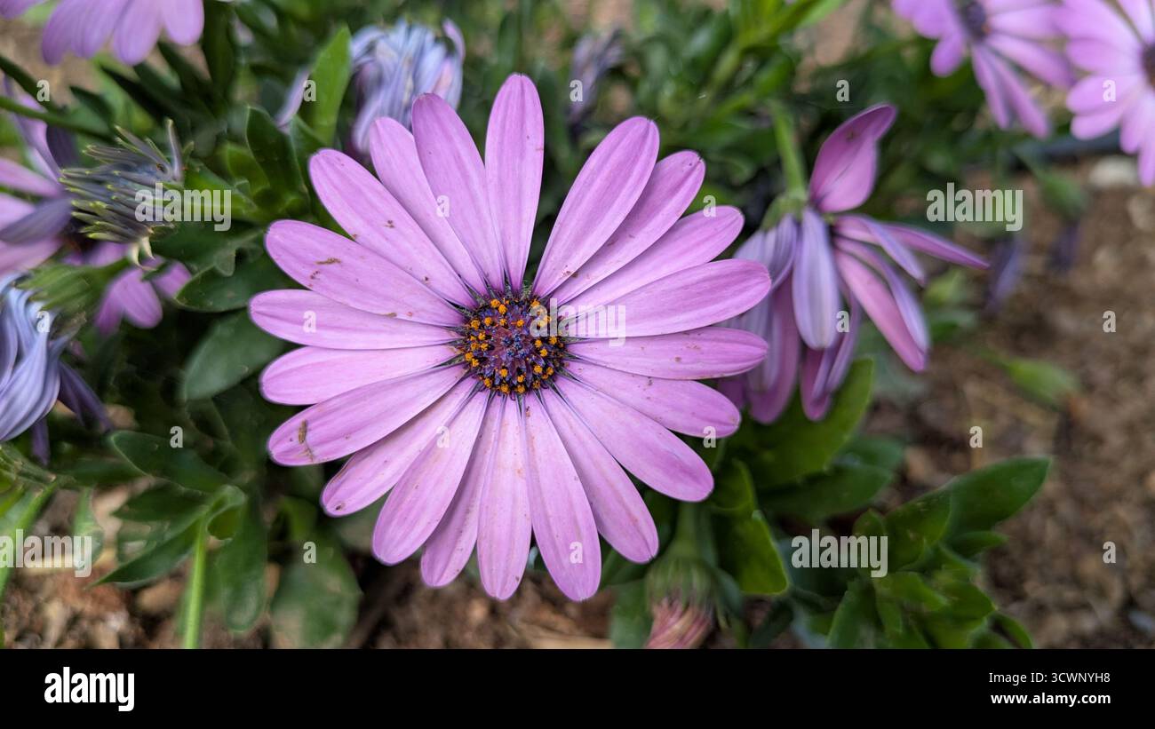 La margarita rosa - Smartphone Captured Stock Image