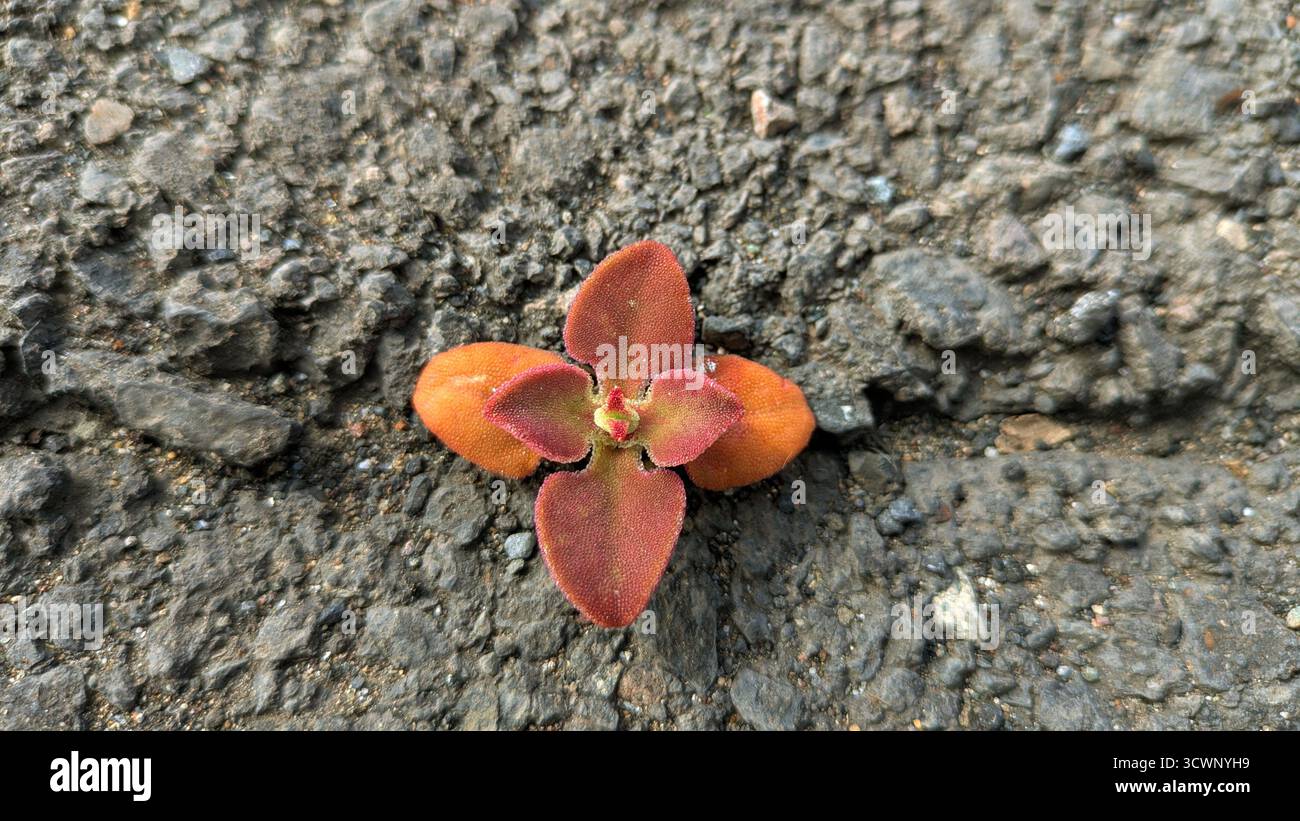 Fuerza - Smartphone Captured Stock Image