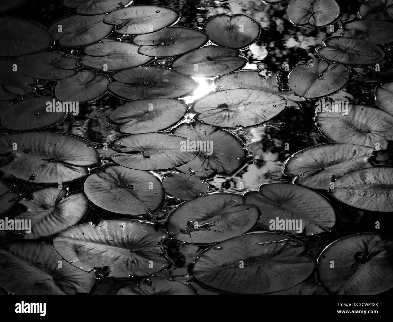 Water lily green leaves Black and White Stock Photos & Images - Alamy