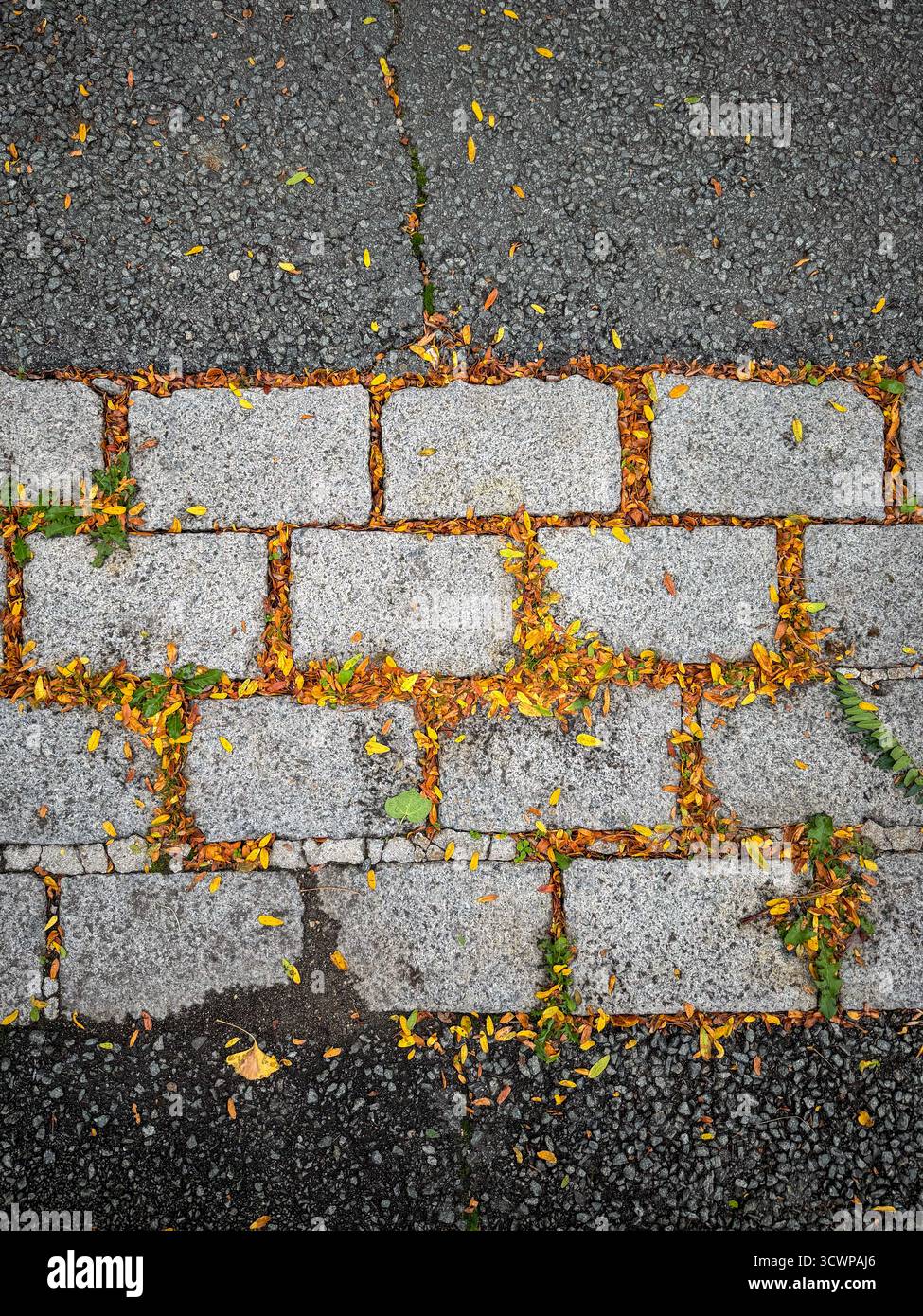 Top view of gray cobblestones bordered by asphalt, with yellow and orange autumn leaves filing the gaps, an urban texture mixing nature and city life - Smartphone Captured Stock Image