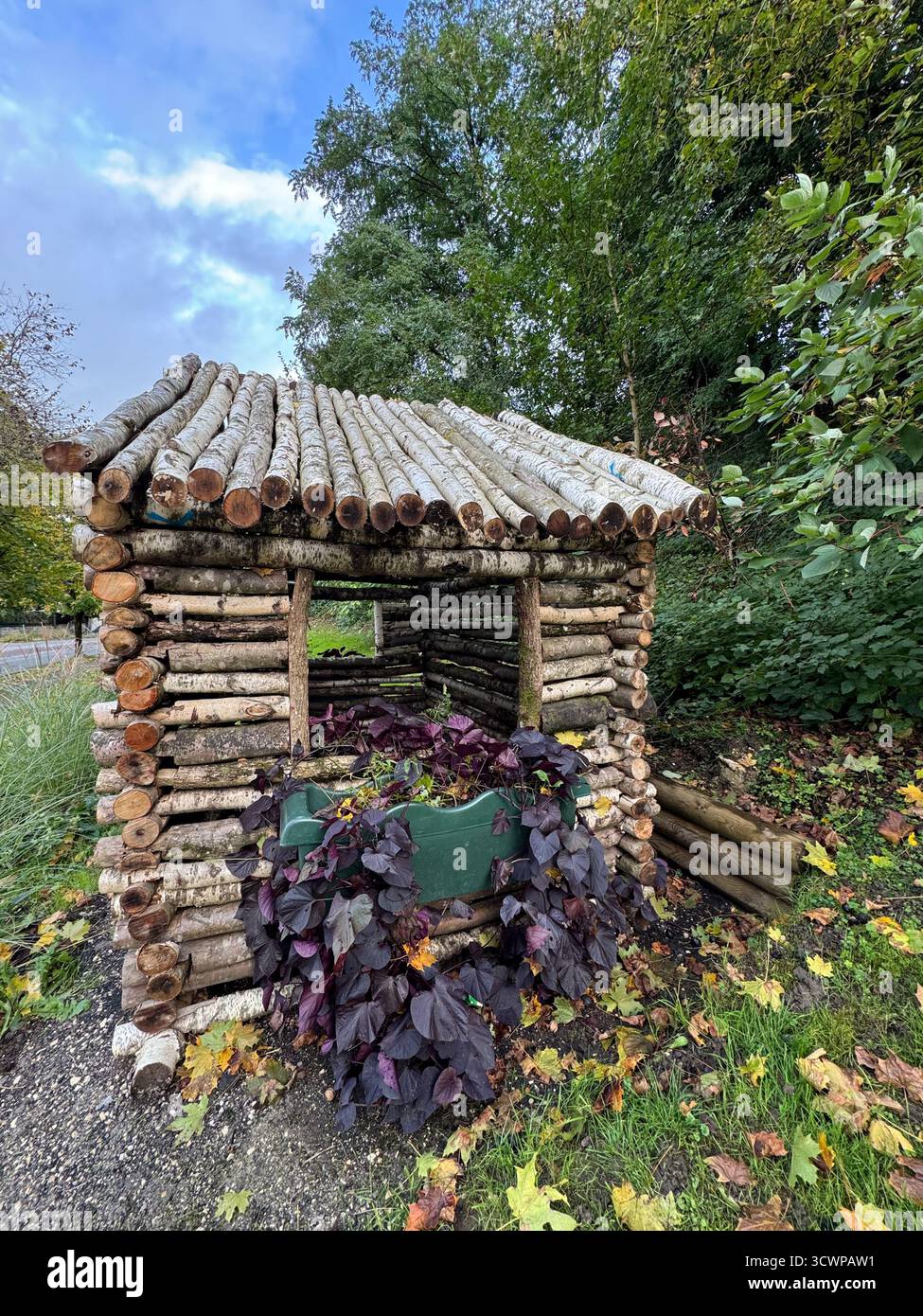 Rustic miniature log cabin planter made of birch wood, holding dark purple ornamental sweet potato vine, surrounded by fallen autumn leaves - Smartphone Captured Stock Image