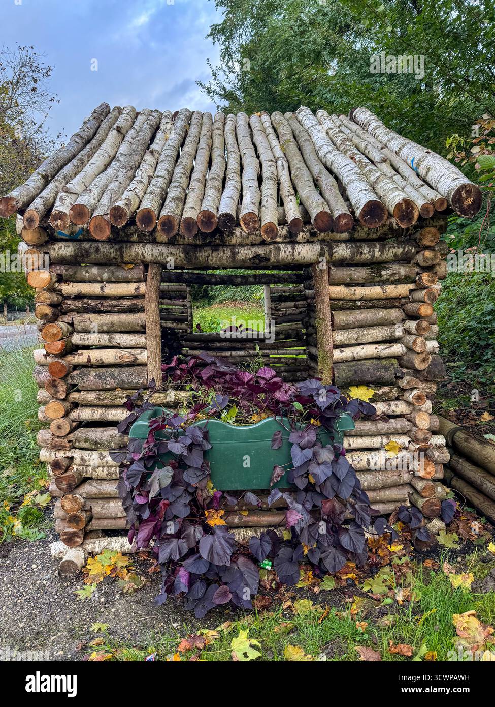 Rustic miniature log cabin planter made of birch wood, holding dark purple ornamental sweet potato vine, surrounded by fallen autumn leaves - Smartphone Captured Stock Image
