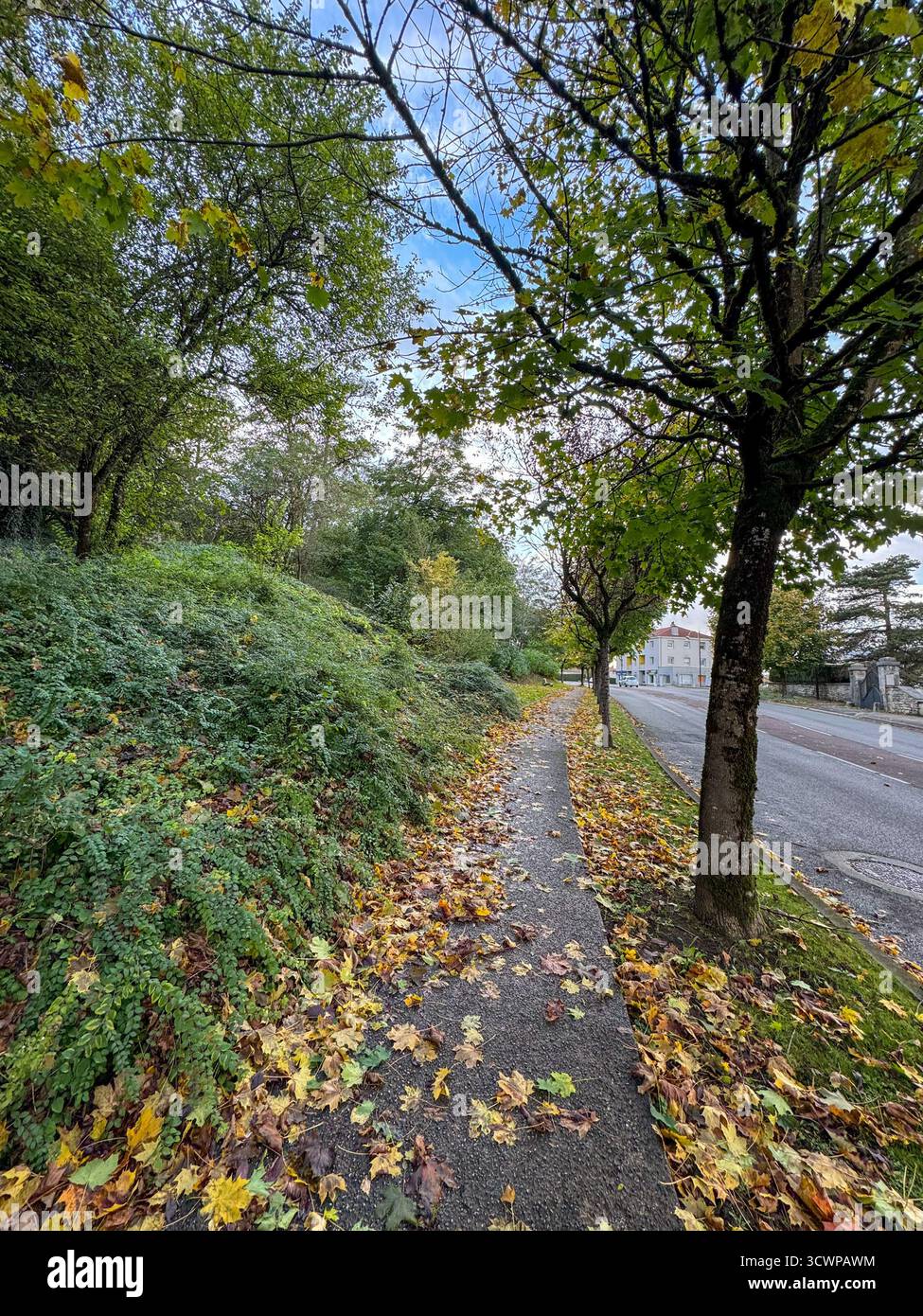 Quiet sidewalk covered in colorful autumn leaves, bordered by lush embankment and tall trees, near a residential area in autumn. - Smartphone Captured Stock Image