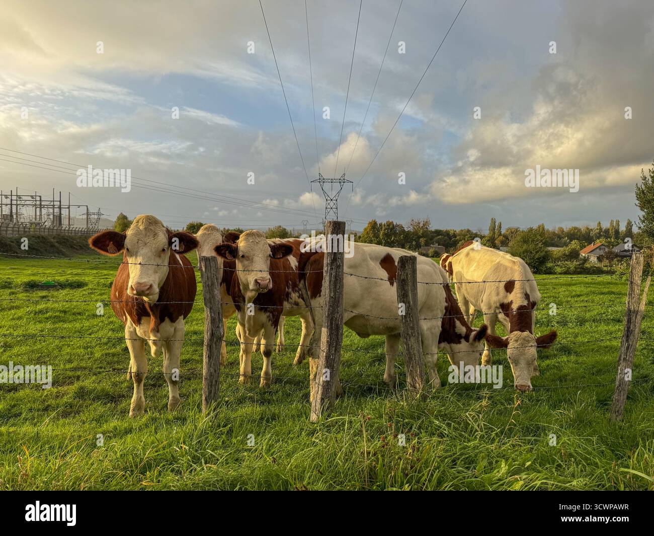 Small herd of Monbeliarde cows  grazes peacefully in a lush green field at golden hour, their silhouettes bathed in warm sunset light - Smartphone Captured Stock Image