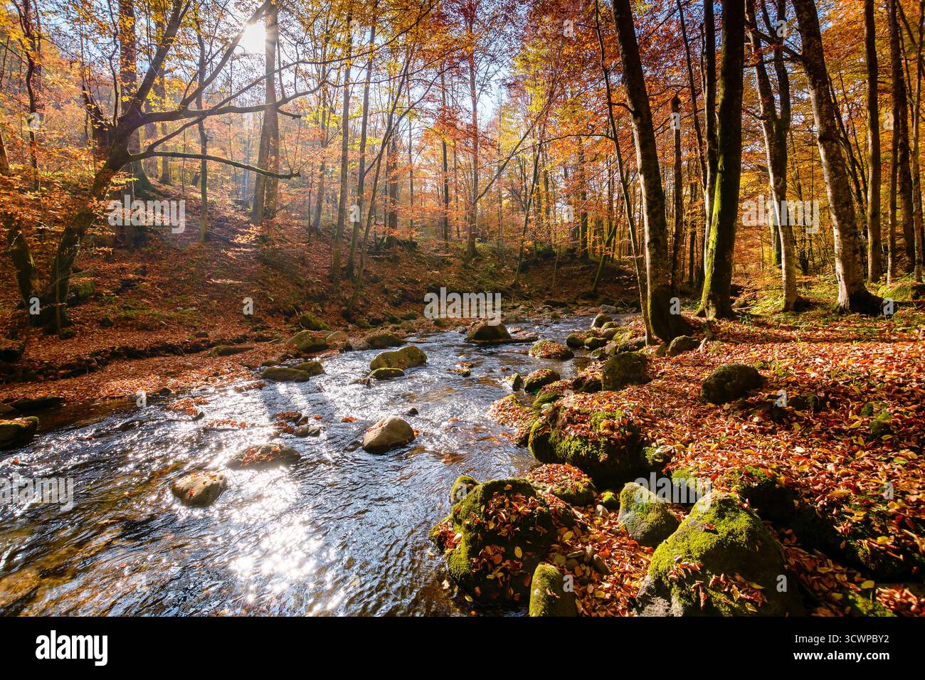 mountain river in autumn forest. carpathian nature scenery in fall season. rocks in the water that flows through primeval beech woods on a sunny day Stock Photo