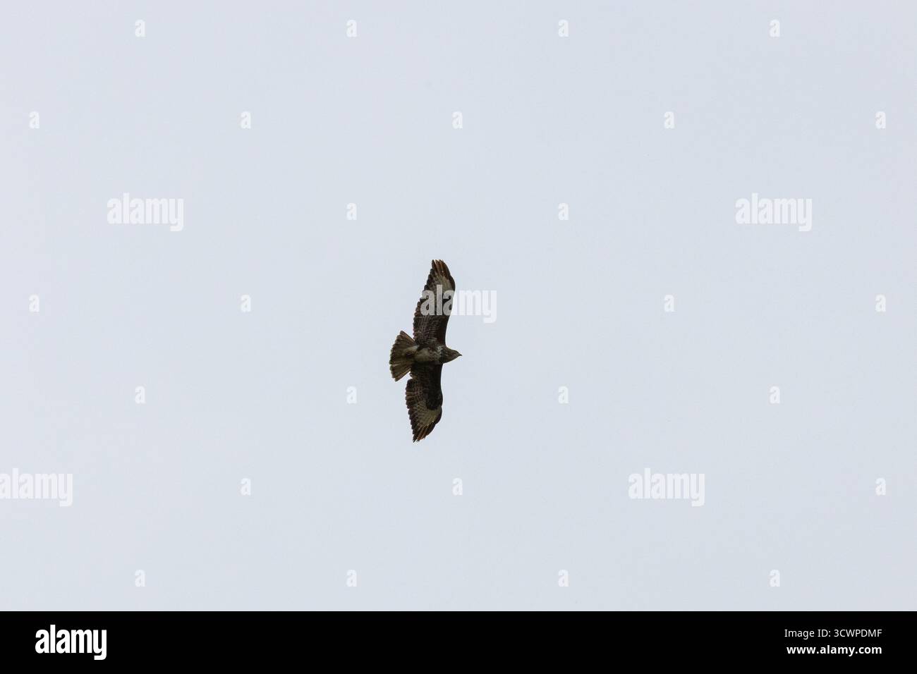 Adult Buzzard in flight with a white sky background Stock Photo - Alamy