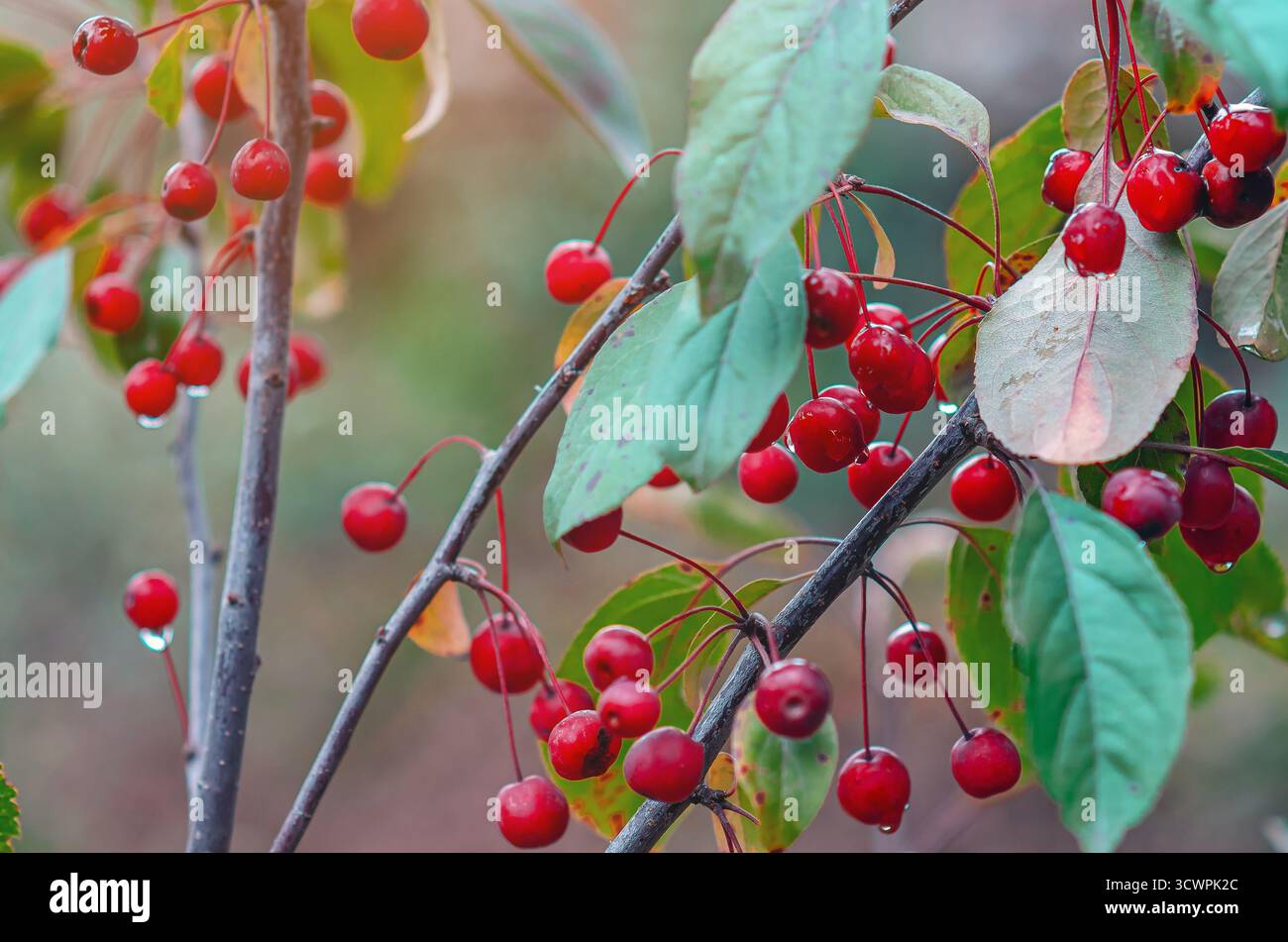 Wild apple tree with apples after the rain showing rain drops