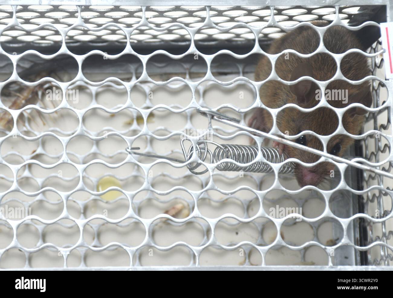 rat trapping and quarantine in iron cage at house Stock Photo
