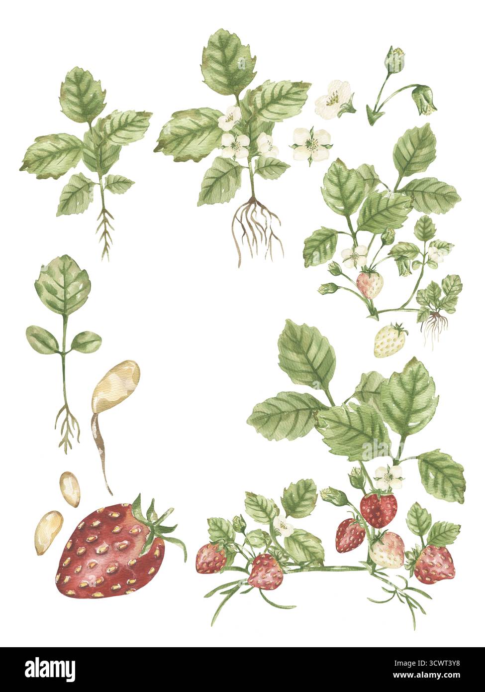 Watercolor Strawberry plant Life Cycle illustration, berries growth stages  poster, educational print Stock Photo - Alamy