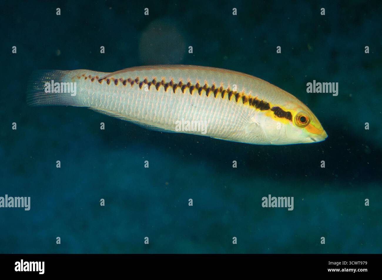 Zigzag wrasse (Halochoeres scapularis). Aquariumphoto. Stock Photo