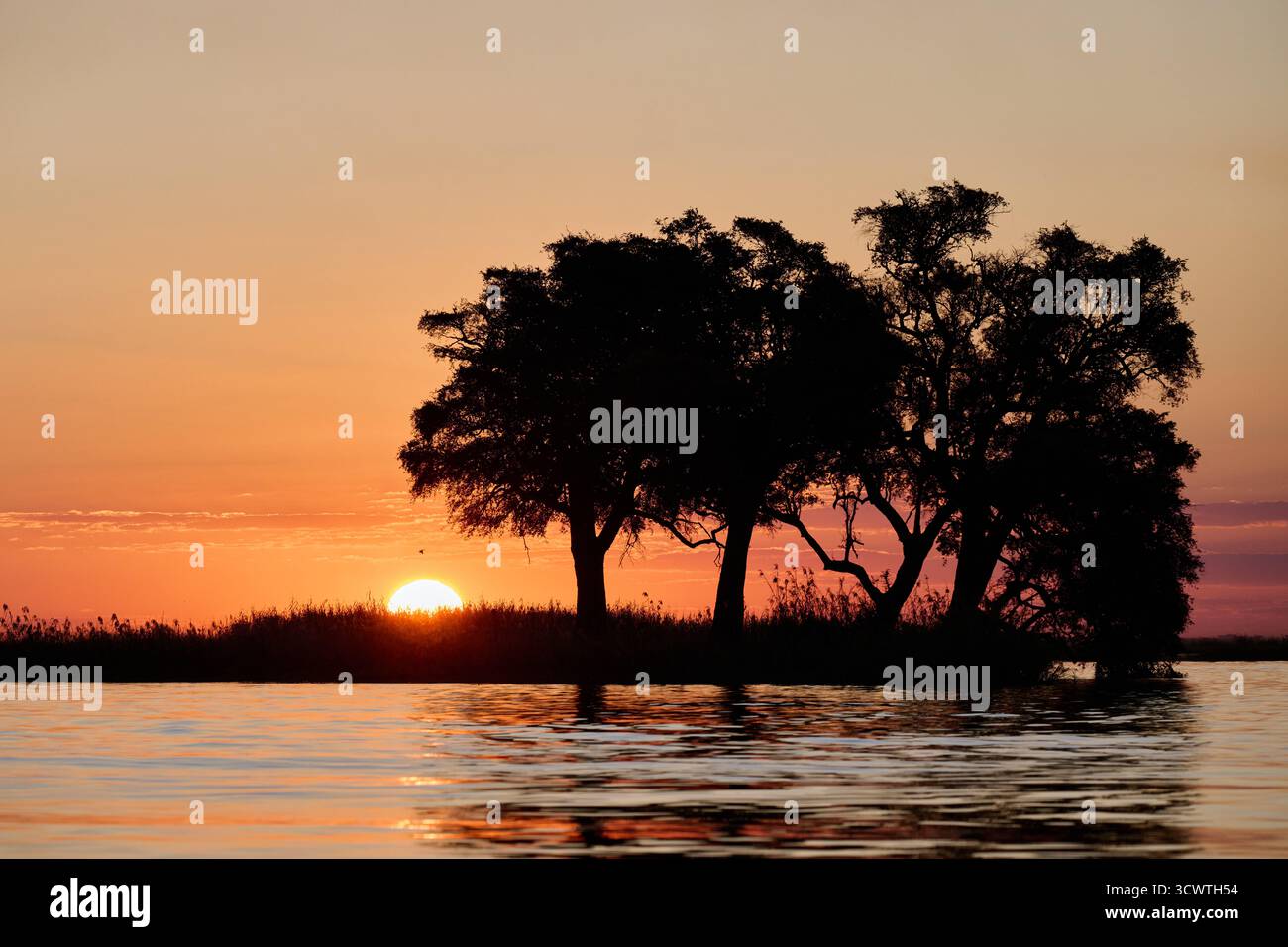 sunset with trees at Chobe River, Chobe National Park, Botswana Africa Stock Photo