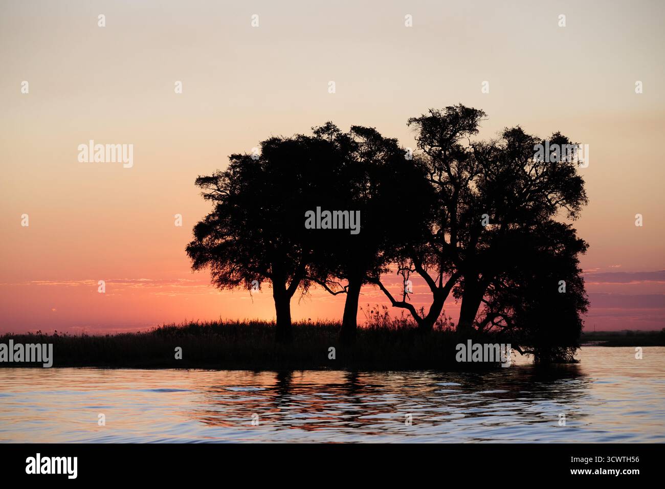 sunset with trees at Chobe River, Chobe National Park, Botswana Africa Stock Photo