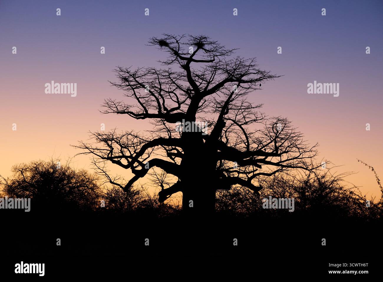 African baobab (Adansonia digitata) in front of sunrise, Makgadikgadi ...