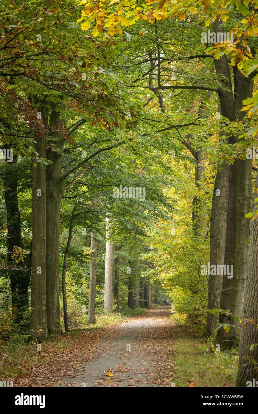 Lovely autumn view of the popular walking and jogging route through the recreational forest of Buggenhoutbos, in East Flanders in Belgium. - Stock Image