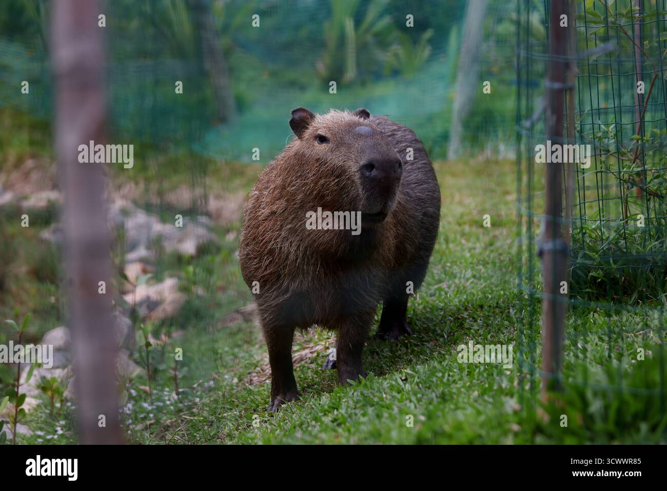 October 13, 2025, Rio De Janeiro, Rio De Janeiro, Brazil: A capybara ...