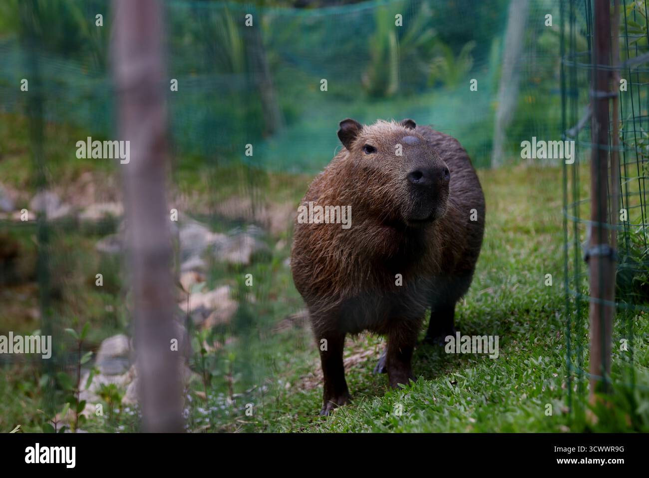 October 13, 2025, Rio De Janeiro, Rio De Janeiro, Brazil: A capybara ...