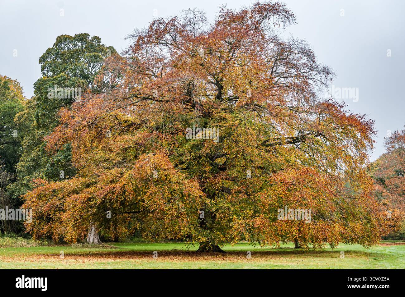 Carberry tower hi-res stock photography and images - Alamy