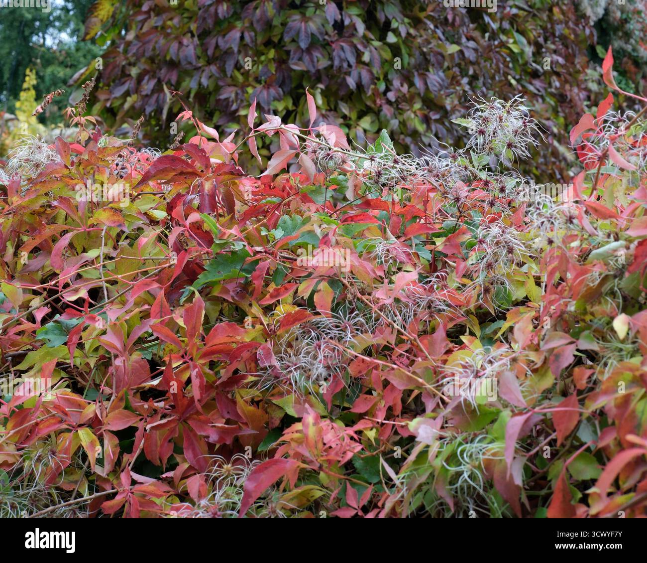 Textures in vibrant shades of red hi-res stock photography and images ...