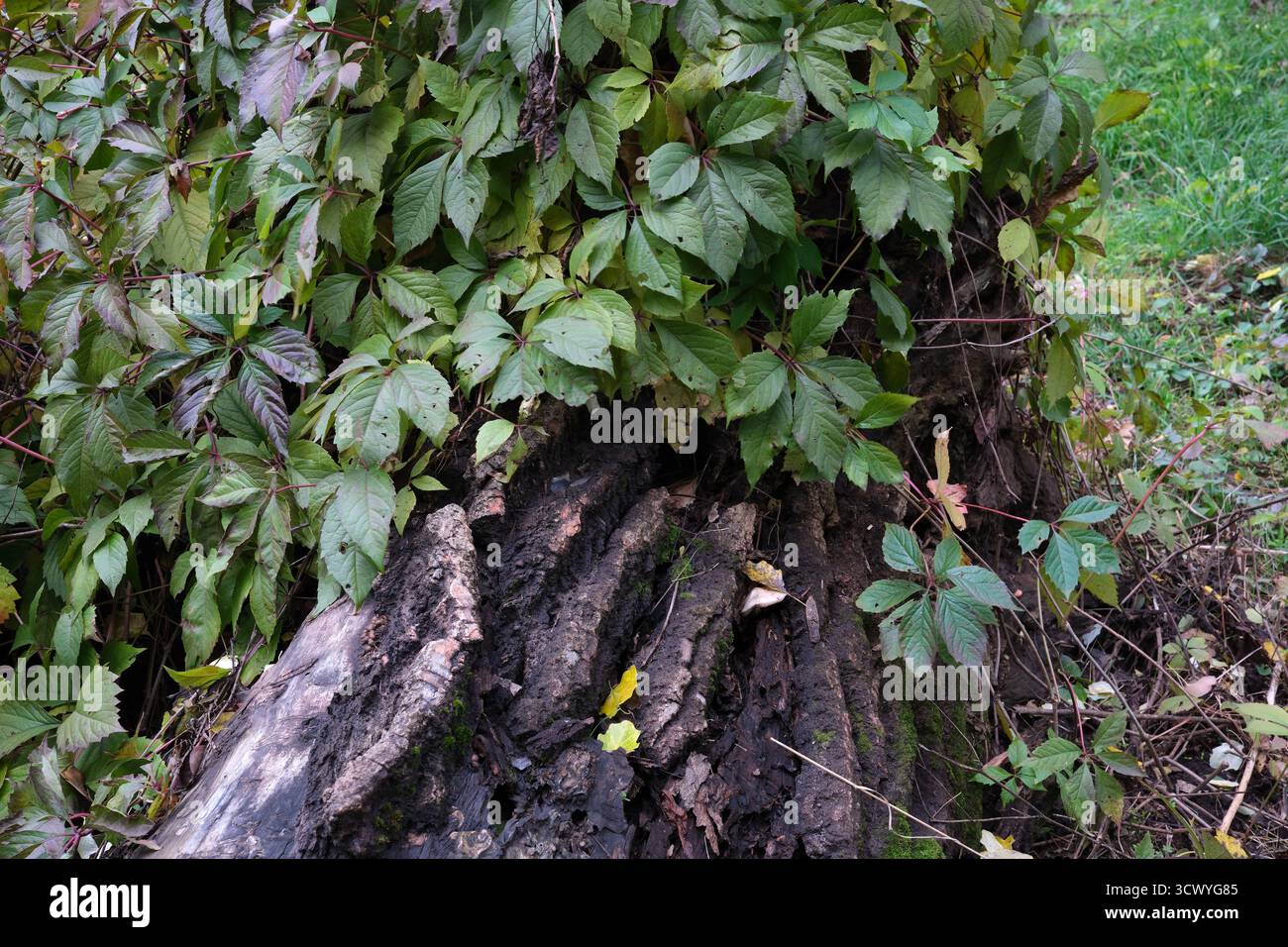 Lush green foliage envelops hi-res stock photography and images - Alamy