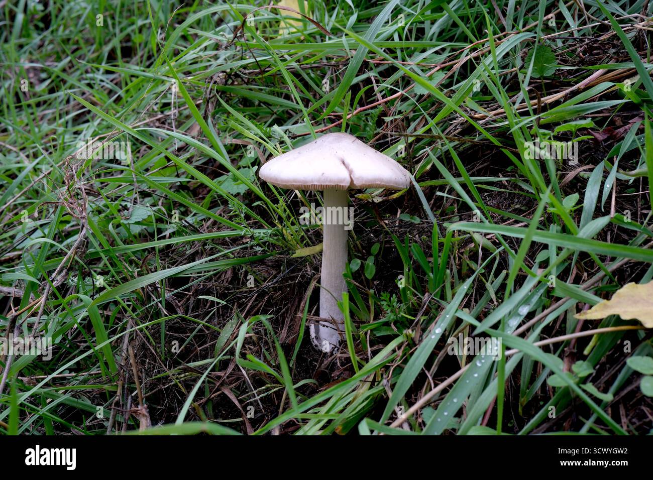 Delicate plant emerges from hi-res stock photography and images - Alamy