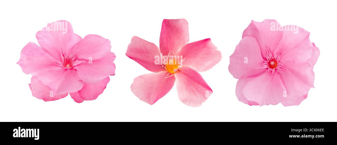 Oleander  flowers  heads isolated on white background Stock Photo