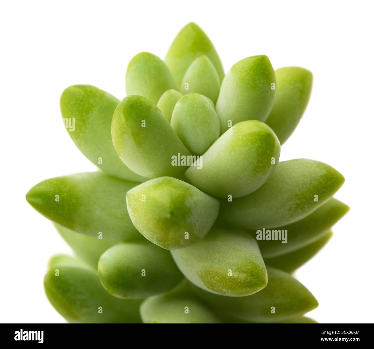 Donkey tail isolated on white background Stock Photo
