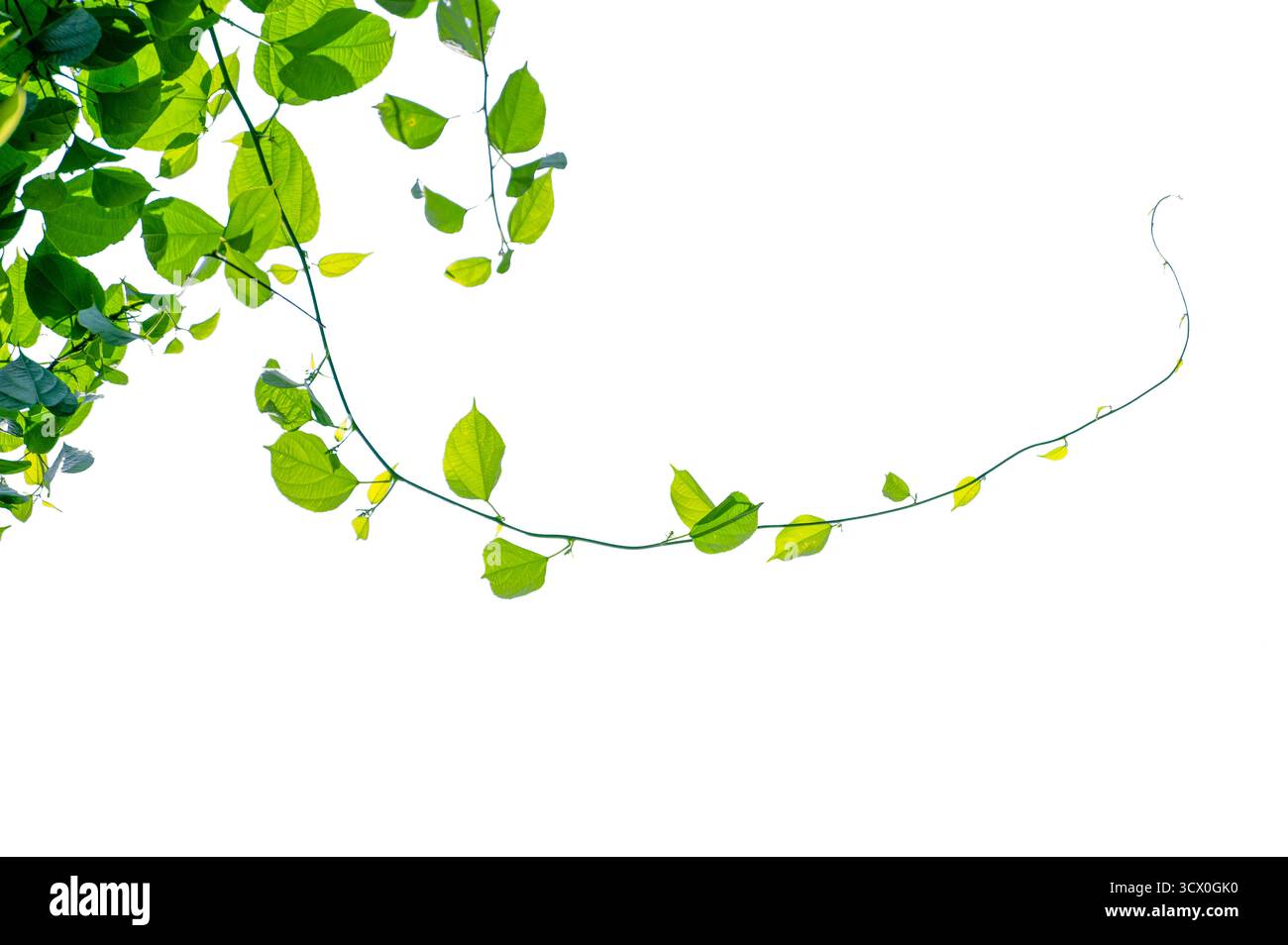 vine frame leaf vine isolates on a white background Stock Photo