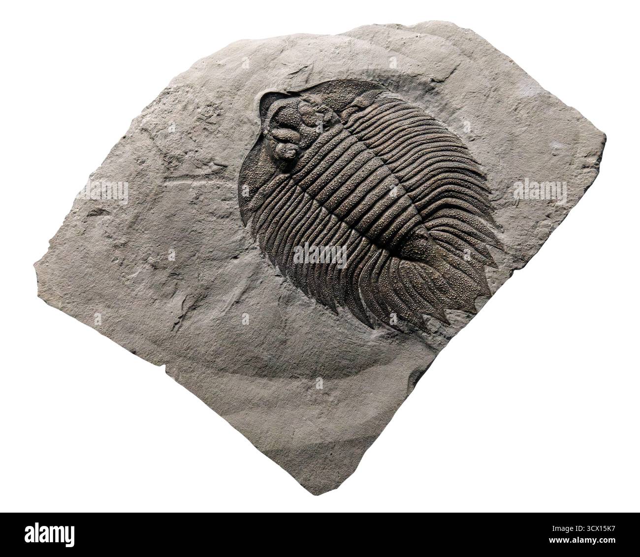 Arctinurus boltoni, trilobite fossil, mid-Silurian Period (Wenlock, 433 ...
