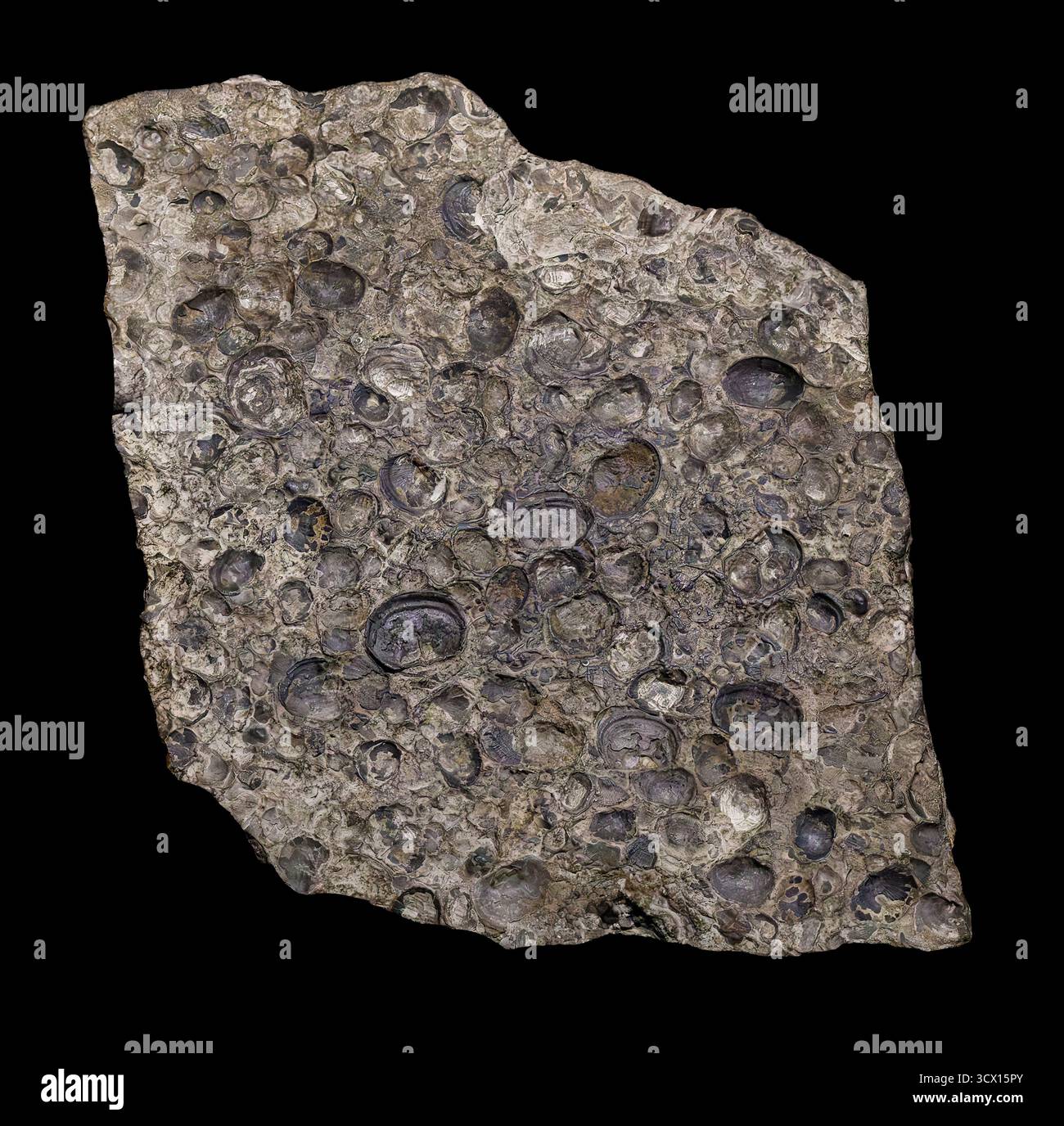 Brachiopod fossils, shells on ancient sea floor, 215–318 million years old, Paleozoic Era, Kansas, USA. Stock Photo
