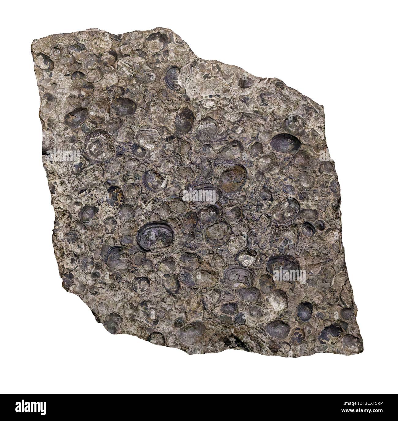 Brachiopod fossils, shells on ancient sea floor, 215–318 million years old, Paleozoic Era, Kansas, USA. Stock Photo