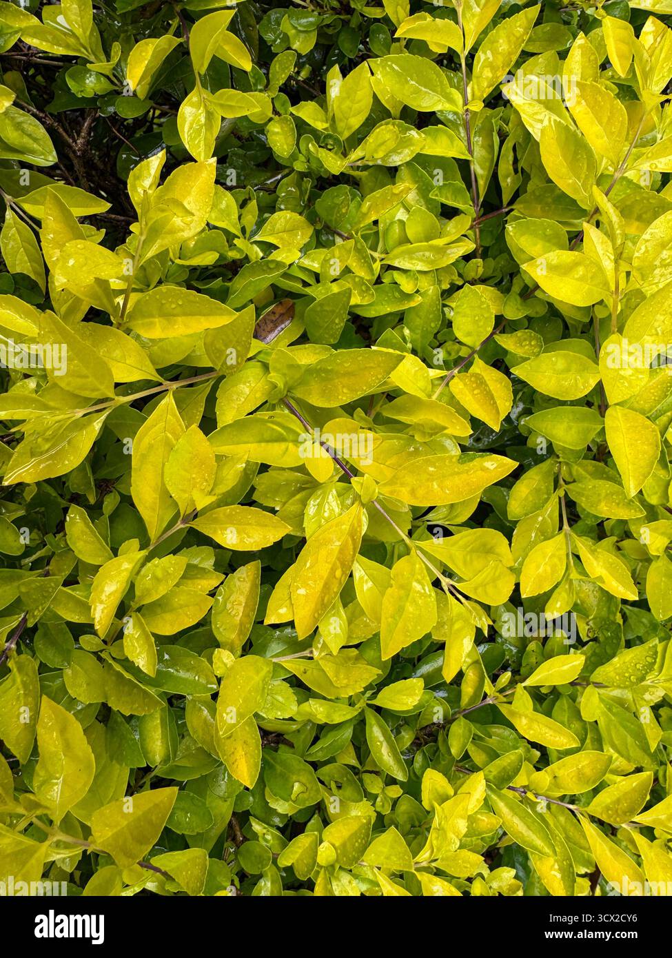 Close up of colorful leaves after rain - Smartphone Captured Stock Image