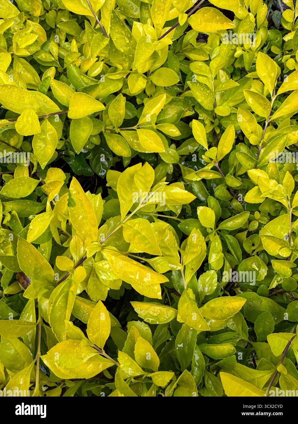 Close up of a garden hedge after rain - Smartphone Captured Stock Image