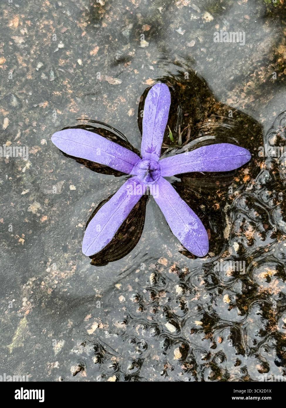 Close up of a flower in water where the phenomenon of surface tension is clearly illustrated - Smartphone Captured Stock Image