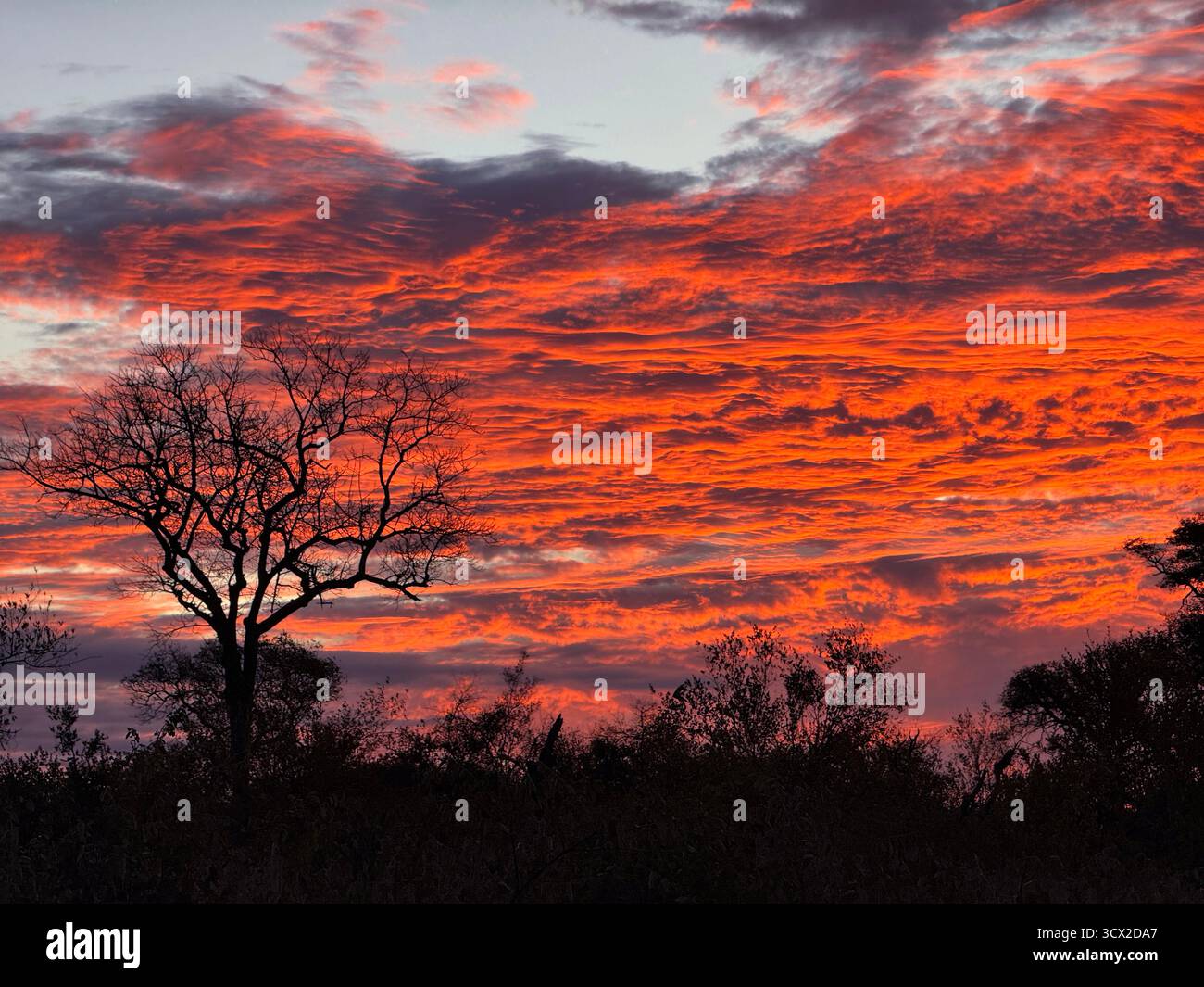 A fiery sunset in the African savanna with dramatic clouds and vivid colours - Smartphone Captured Stock Image