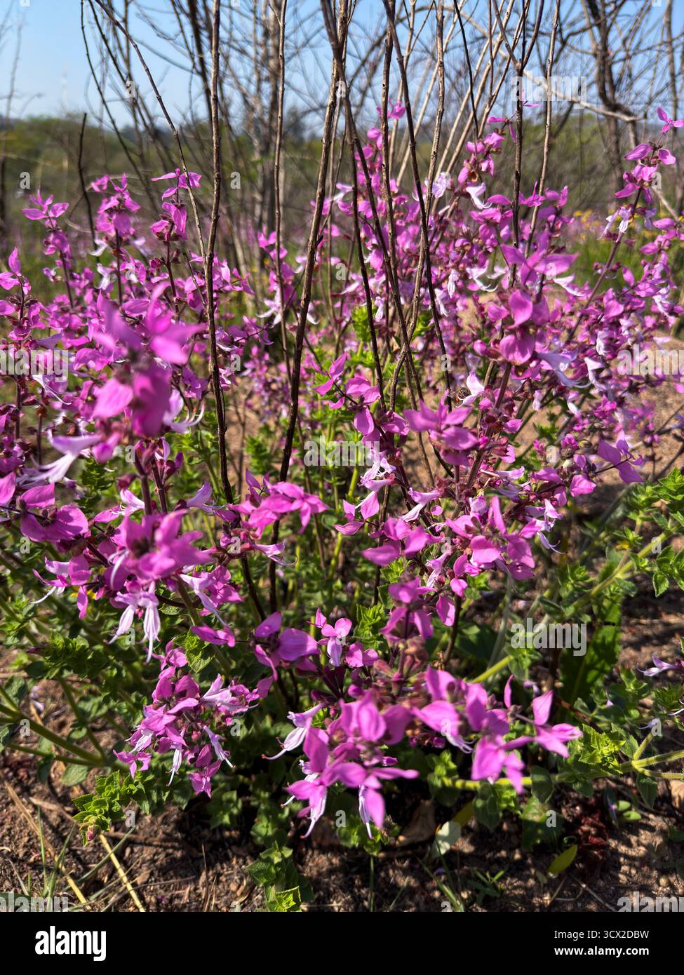 Beautiful mauve and white flowers in spring time - Smartphone Captured Stock Image