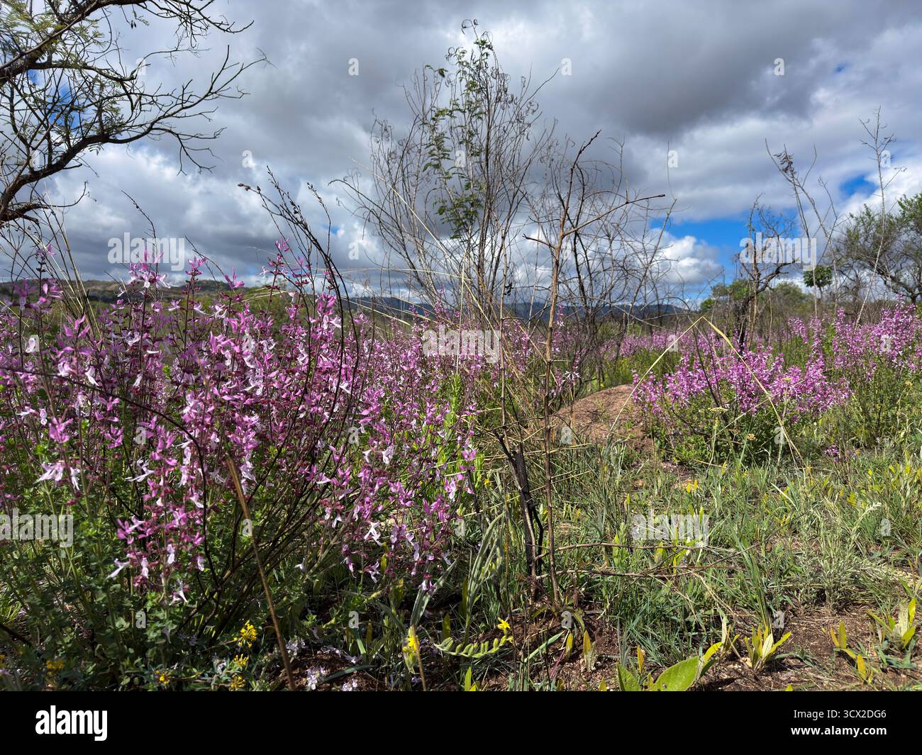 Beautiful landscape with wild flowers flowering in spring against a cloudy sky - Smartphone Captured Stock Image