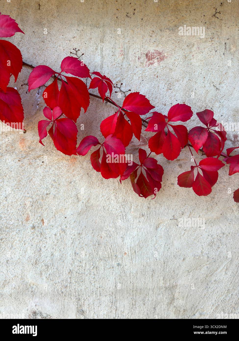 Creeper or vine growing along an external wall with beautiful red leaves - Smartphone Captured Stock Image