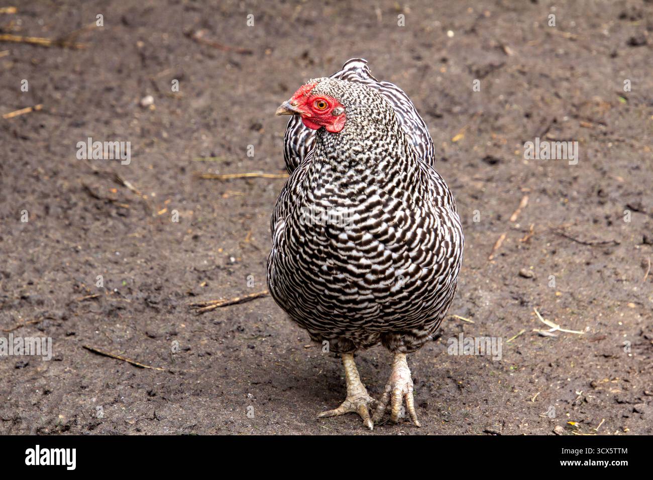 Cuckoo maran chicken looking around. Stock Photo