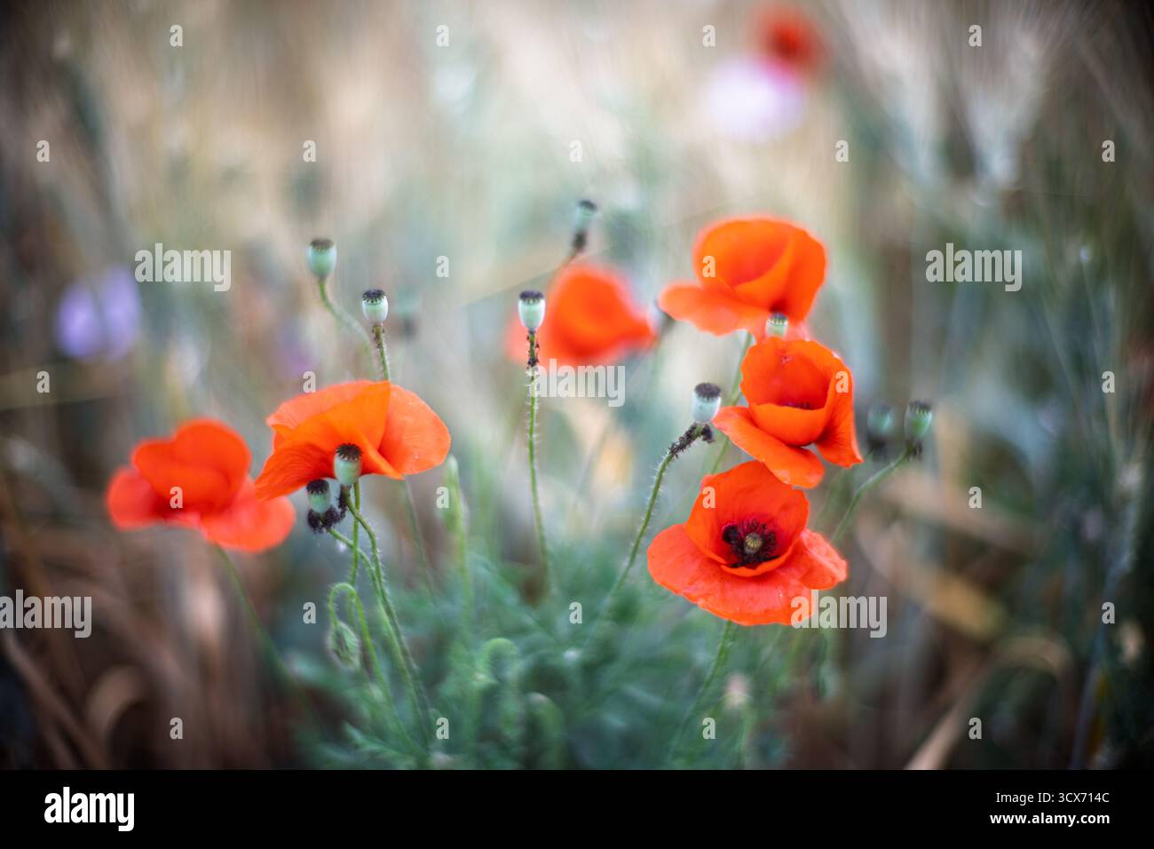 Crimson poppies unfold over clay soil in the Aljarafe countryside, catching Andalusian light in a dreamlike haze. Stock Photo