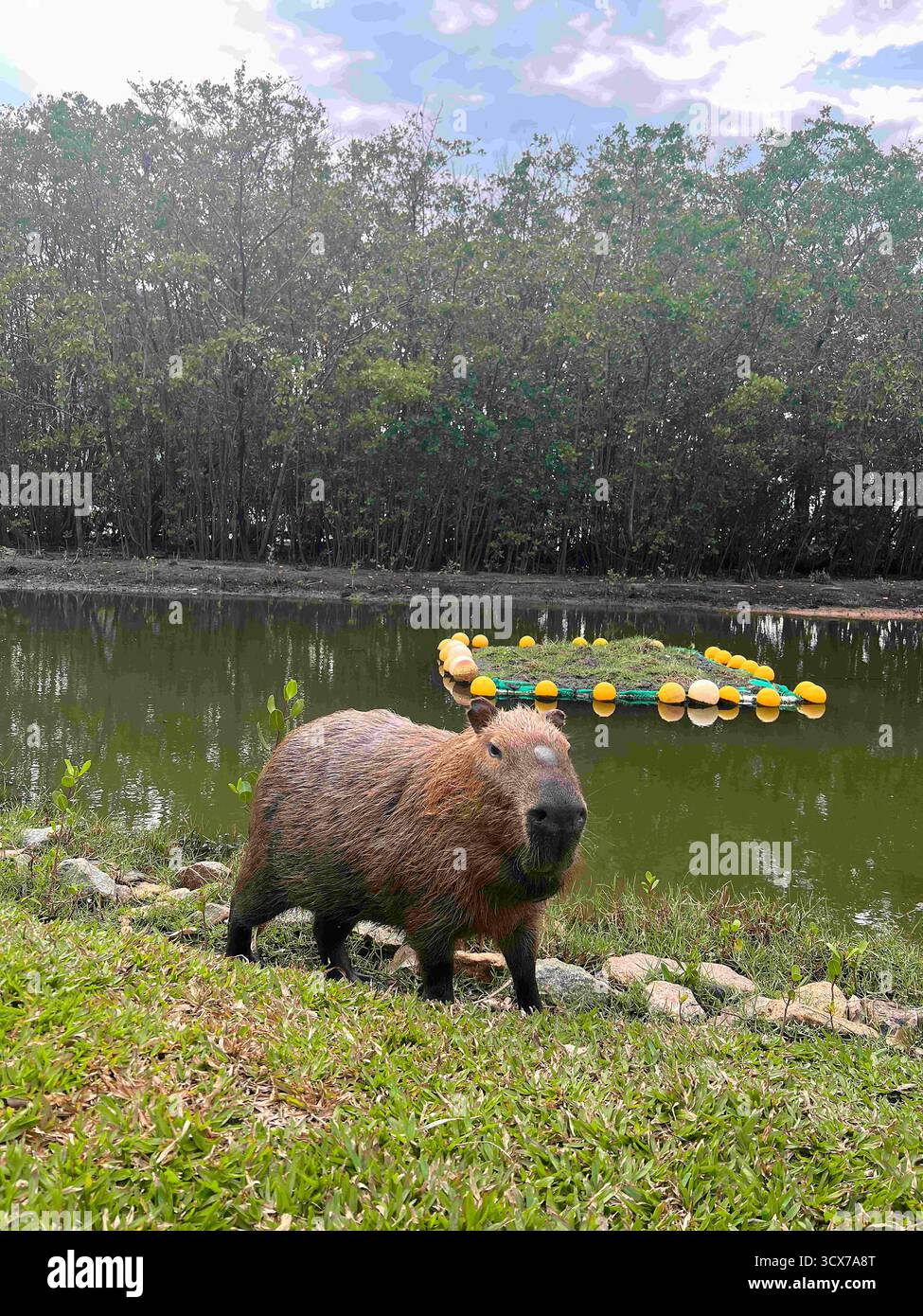 October 13, 2025, Rio De Janeiro, Rio De Janeiro, Brazil: A capybara ...