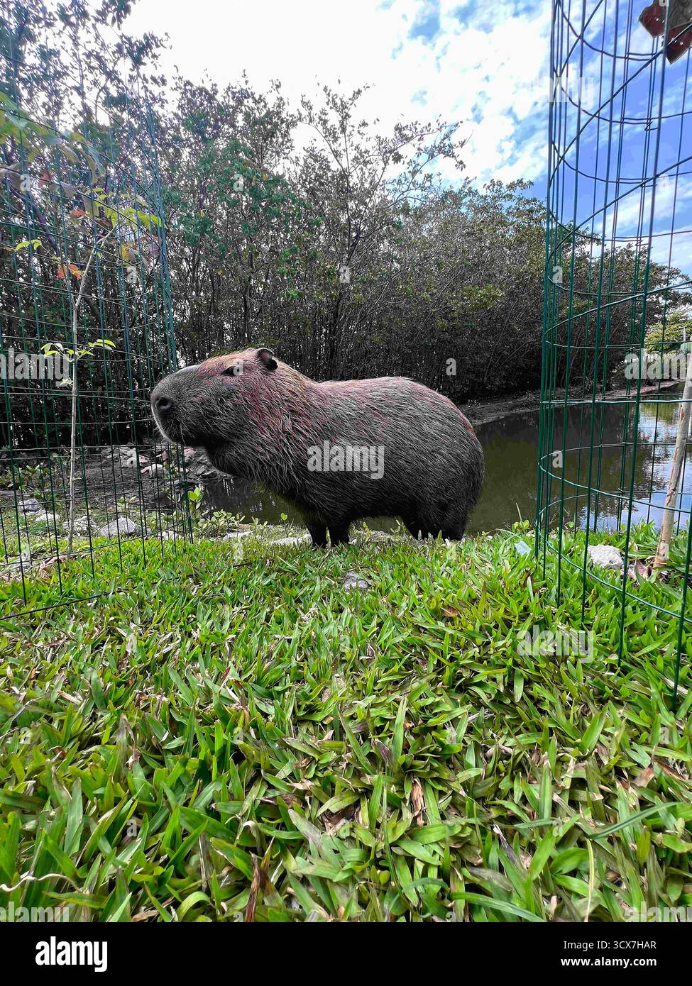 October 13, 2025, Rio De Janeiro, Rio De Janeiro, Brazil: A capybara ...