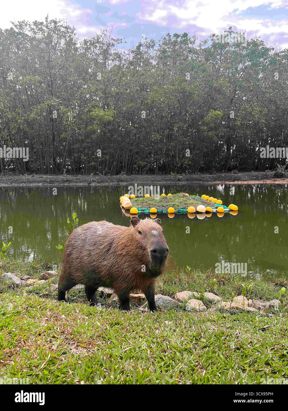 October 13, 2025, Rio De Janeiro, Rio De Janeiro, Brazil: A capybara ...